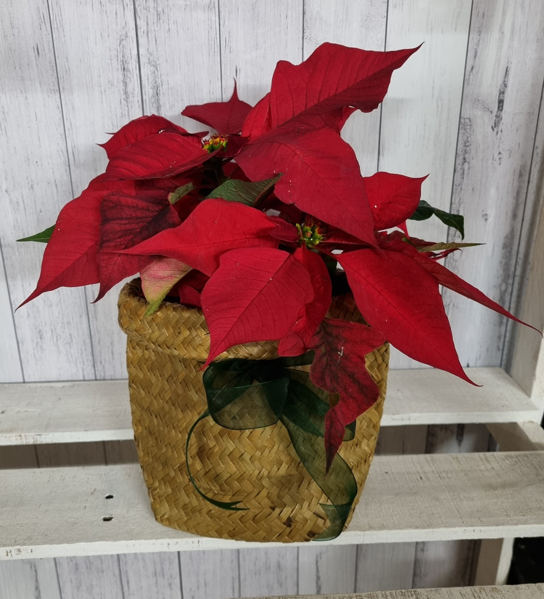 Christmas Poinsettia Kete Corporate Boxes Nelson 2016 Ltd